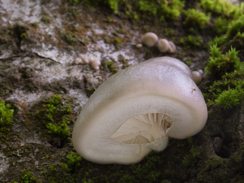 Pleurotus calyptratus